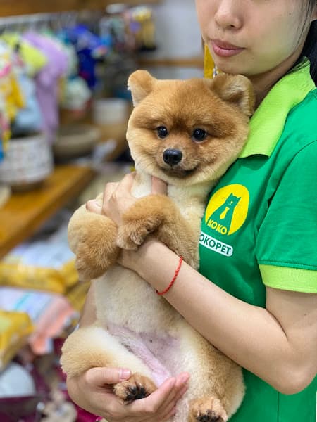 Hình ảnh Spa Thú Cưng KOKOPET - 3