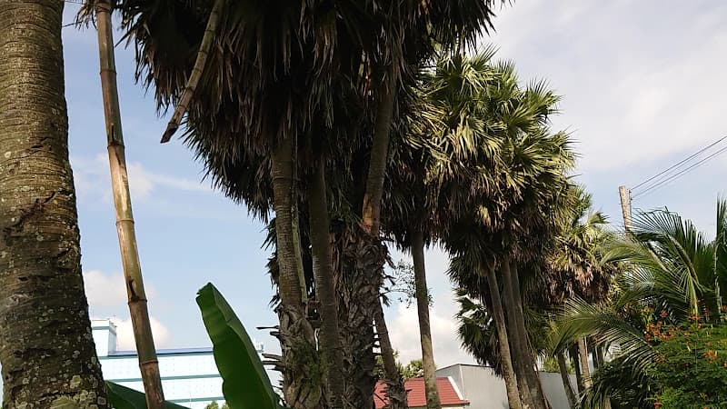 Hình ảnh Hàng Thốt Nốt Khmer Trái Tim - 4