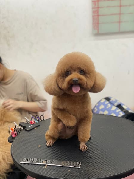 TINI PET Center QUẢNG NGÃI