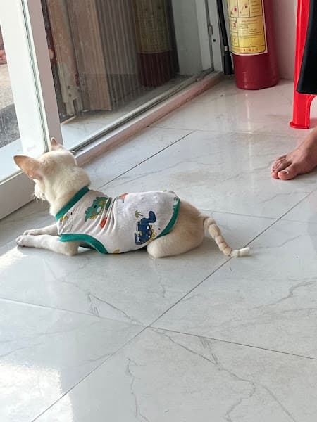 Hình ảnh Phòng Khám Thú Y Duy Nguyễn - 2