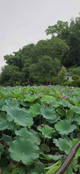 Hình ảnh Hồ câu ông ngọc - 8