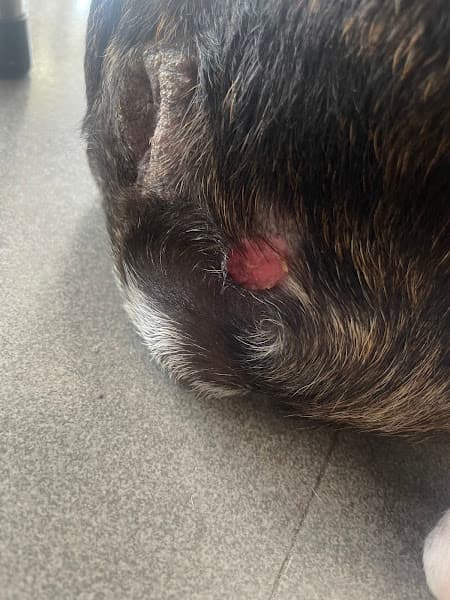 Hình ảnh Phòng Khám Thú Y T8 PET - 2