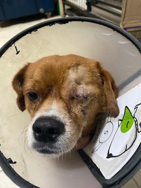 Hình ảnh Phòng Khám Thú Y Pet Care Hưng Yên - 3