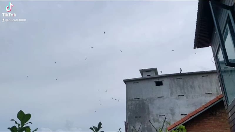 Hình ảnh Yến Sào Khánh Hoà - 3