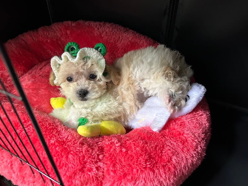 Hình ảnh Sam Pets Care - Spa thú cưng Đà Lạt - 4