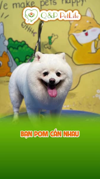 Hình ảnh Phòng Khám Thú Y Q&P PetLife - 3