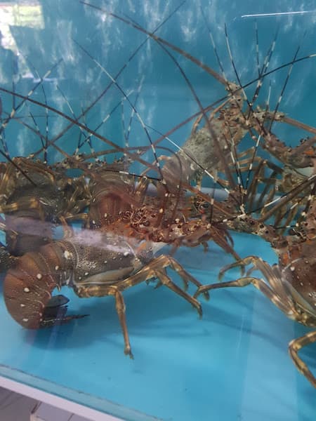 Hình ảnh Hải sản Sao Biển cơ sở 1 - 2