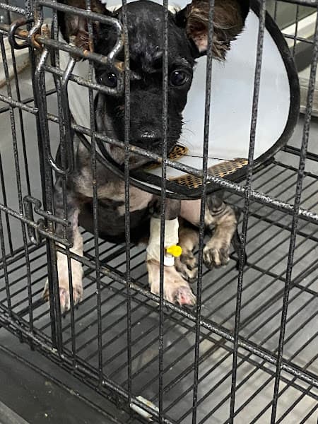 Hình ảnh Phòng Khám Thú Y Hiền Hoà Cơ Sở Long Bình Tân - 2