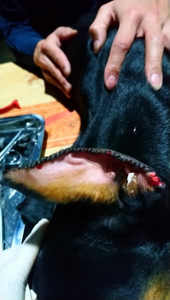 Hình ảnh Bệnh viện thú y Quận - 2