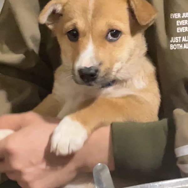 Hình ảnh TÍN THÚ CƯNG - THUỐC THÚ Y - 3