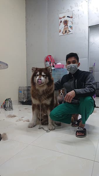 Hình ảnh SAOvet Hải Phòng - 2