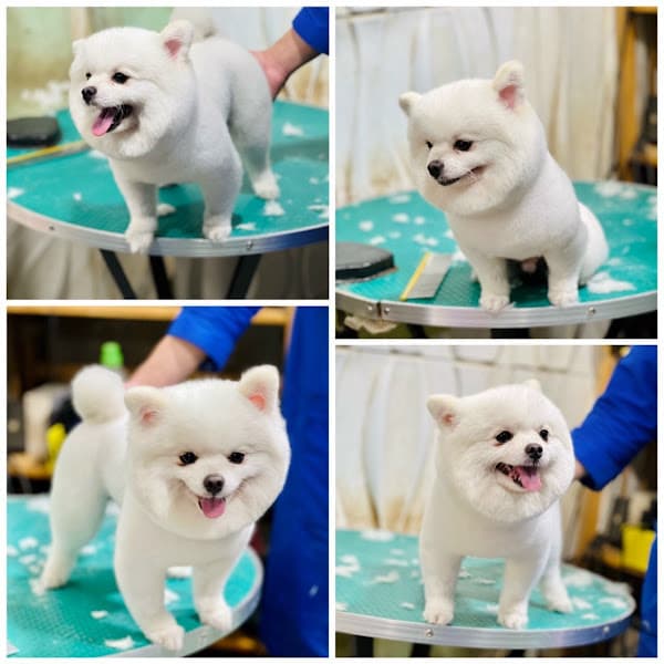 Hình ảnh PET CARE - 3