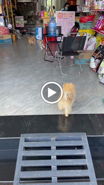 Hình ảnh Mua bán chó mèo BMT - Chăm sóc thú cưng BMT PET - 2