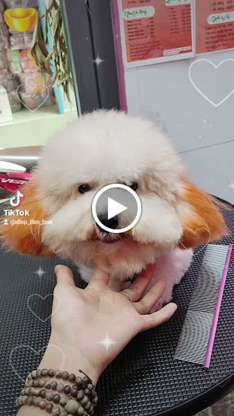 Hình ảnh PET CƯNG - Cắt tỉa lông chó mèo (Hoàng Xuân Nhị) - 2