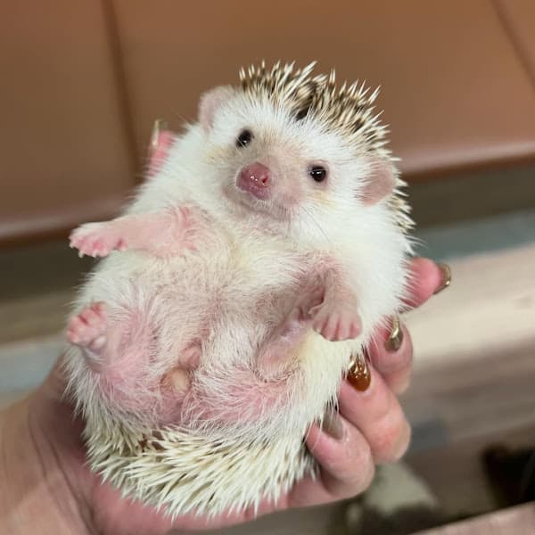 Hình ảnh BÁN HAMSTER, NHÍM, THỎ, MÈO NHA TRANG - 3