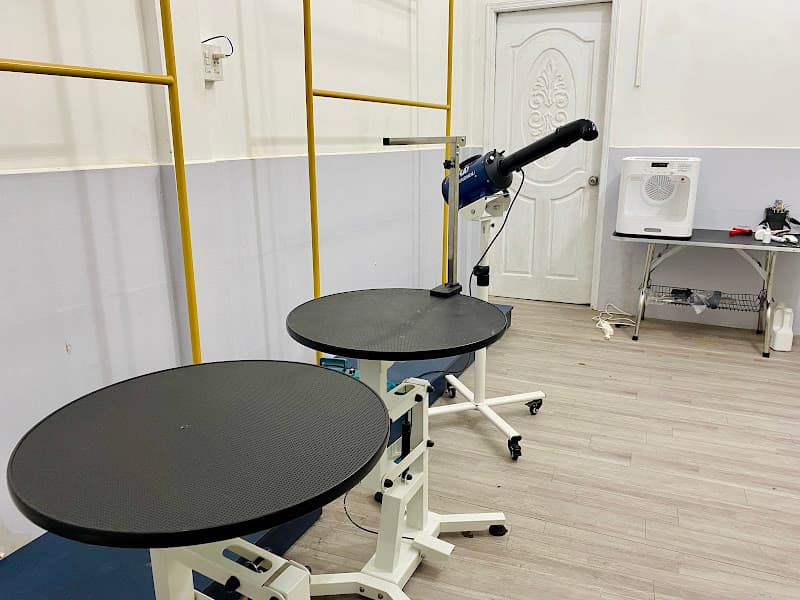 Hình ảnh Gấu Béo - Siêu Thị Thú Cưng - 2