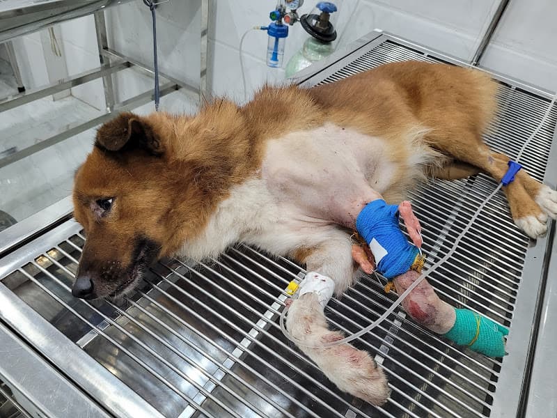 Hình ảnh Bệnh Viện Thú Y Nha Trang (Nha Trang Veterinary Hospital) - Ветеринарная больница Нячанг - 5