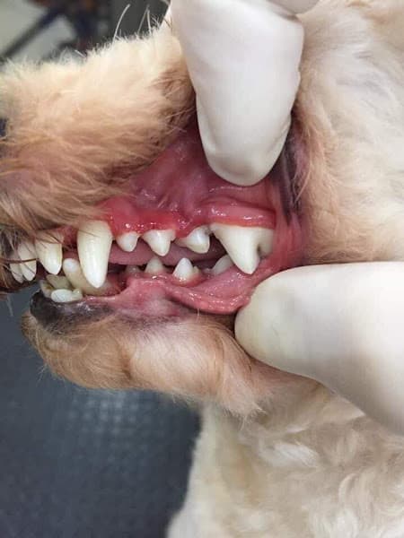 Hình ảnh Phòng Khám Thú Y Hưng Yên - BS Xuân Cường - 5