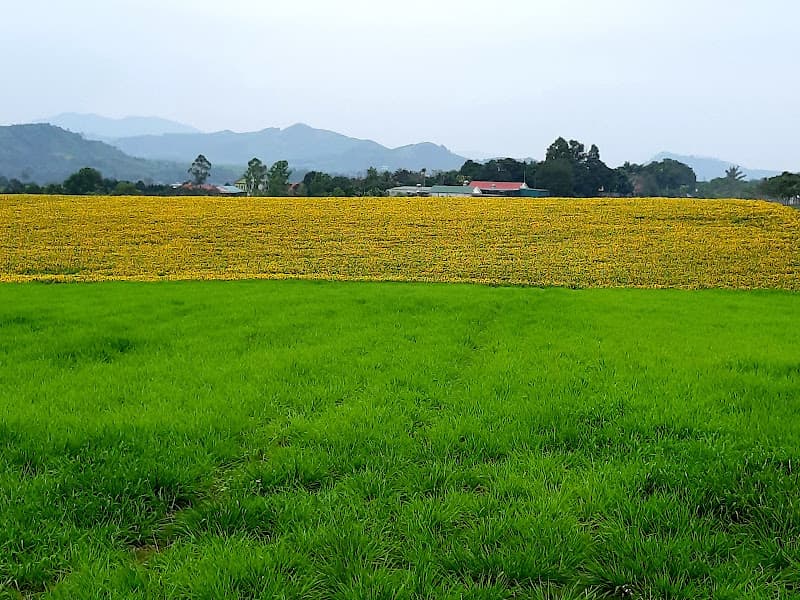 Hình ảnh Đồi hoa hướng dương Nghệ An - 5