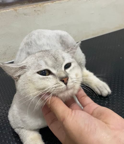 Hình ảnh Phòng Khám Thú Y Quảng Ngãi Zichi Pet - 3