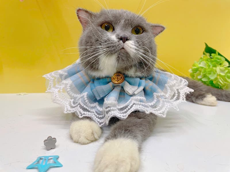 Hình ảnh Nuôi Mèo Pet Shop - 4