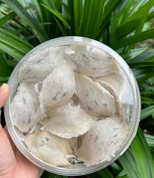 Hình ảnh Yến Sào Thái Nguyên - Yến Sào Ngân Hoàng - 9