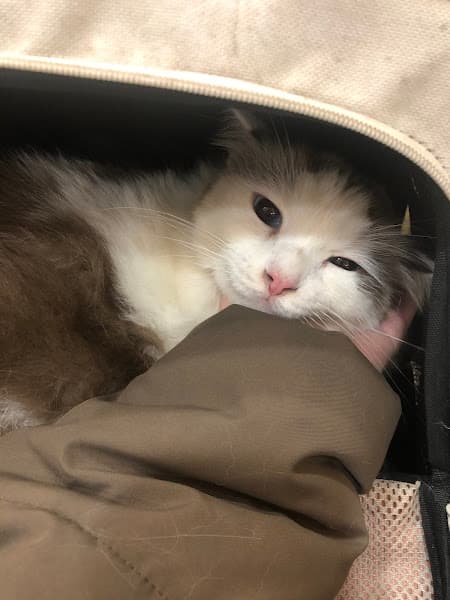 Hình ảnh Phòng Khám Thú y - HelloPets - 2