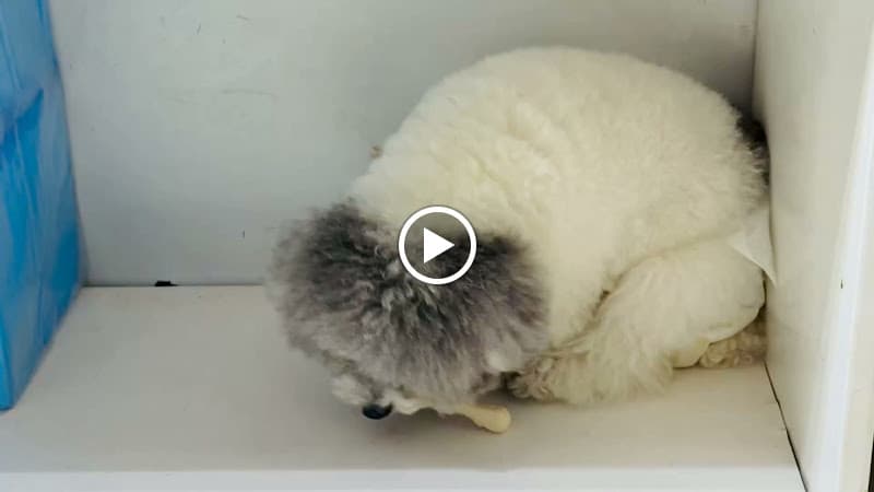 Hình ảnh Pet Universe - Phụ Kiện & Spa Thú Cưng - 4