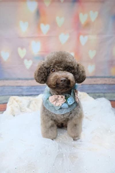 Hình ảnh Spa Cún Miu 195 Liên Tỉnh 5 - 3