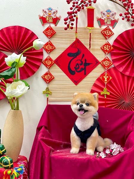 Hình ảnh BÁO PETSHOP - Spa, hotel, phụ kiện chó mèo - 6