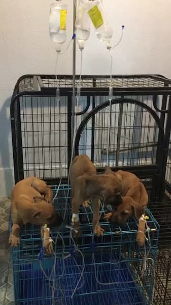 Hình ảnh PHÒNG KHÁM THÚ Y THUỐC THÚ Y NGA ANH PHÁT - 4