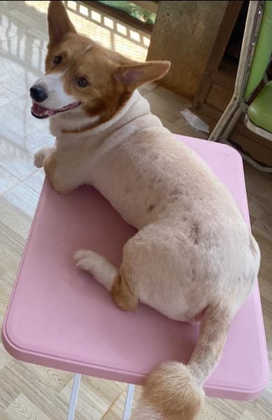 Hình ảnh Chăm sóc thú cưng HoangAnh - 2