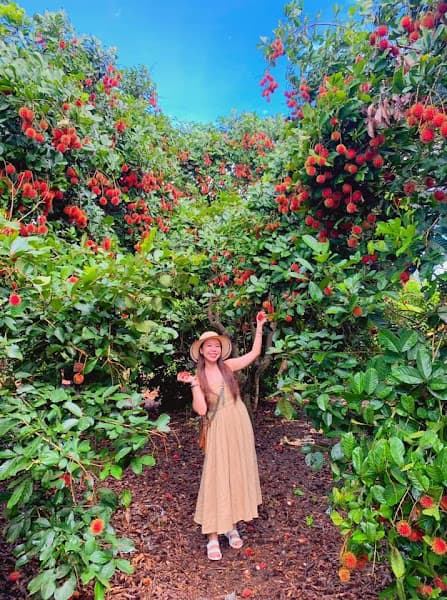 Ảnh bìa vườn trái cây ÚT TIÊU long Khánh