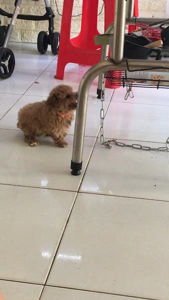 Phòng khám thú y Đông A Pet - Trà Vinh