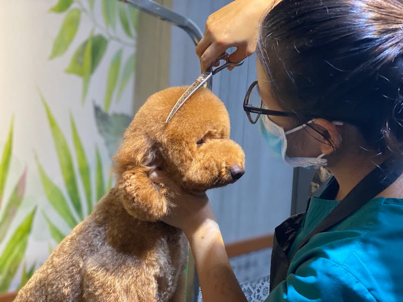 Hình ảnh Thanhxuanpet Nha Trang - Shop - Spa - Hotel - Phòng khám thú cưng - Pet Clinic - 4