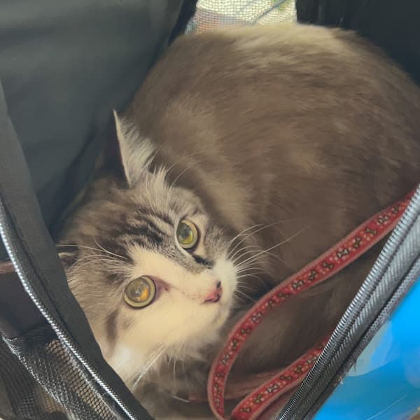 TÍN THÚ CƯNG - THUỐC THÚ Y