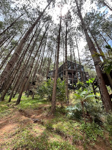 Hình ảnh Rừng thông - 4