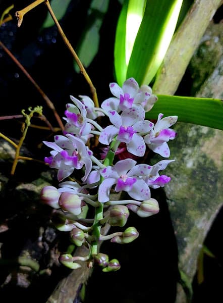 Hình ảnh Cây Trái Miệt Vườn - 2