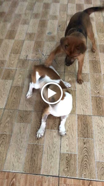 Hình ảnh Phòng Khám Thú Y Tô Hoài - 2