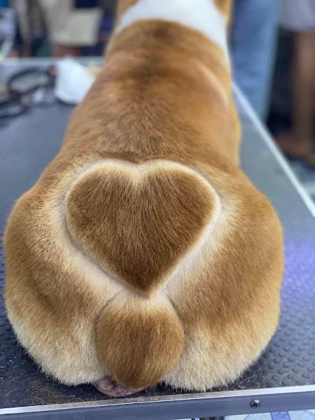 Hình ảnh PHÒNG KHÁM THÚ Y THUỐC THÚ Y NGA ANH PHÁT - 2