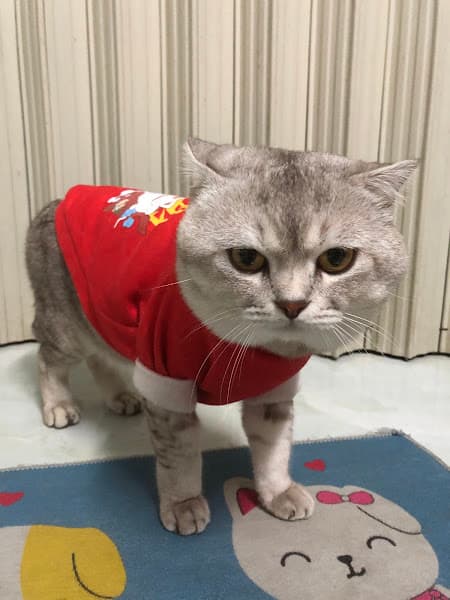 Hình ảnh Chó Cảnh Đà Nẵng - PetShop Chó Mèo Gấu Múp - Corgi, Poodle, Pom, Pug, Mèo Cảnh - 3