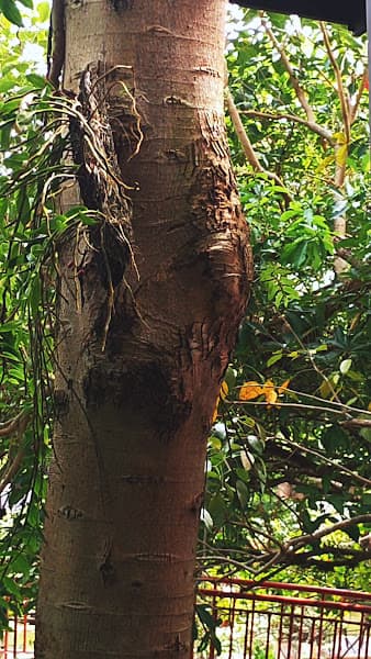 Hình ảnh Bếp Chữa Lành - 2