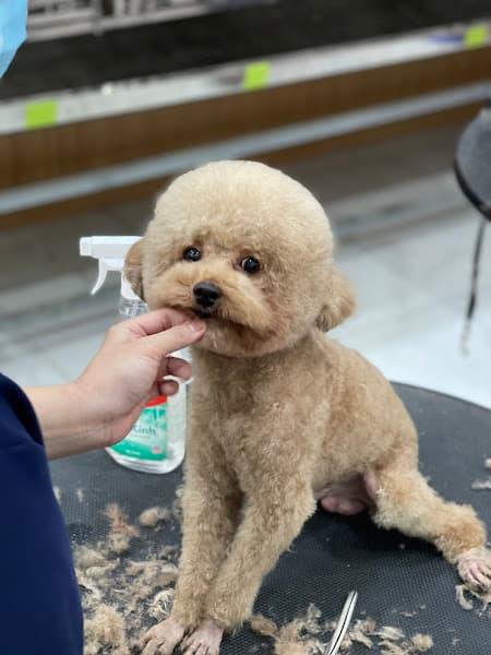 Bệnh Viện Thú Y Chợ Mới