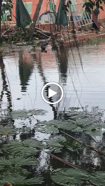 Hình ảnh Quán ăn ao cá - 4