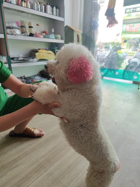 Hình ảnh Bệnh viện thú y PetHealth Ninh Bình - 2