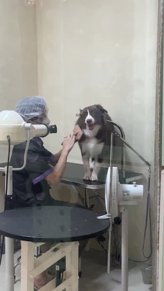 Hình ảnh Royal Paw Palace (Petshop) - 3