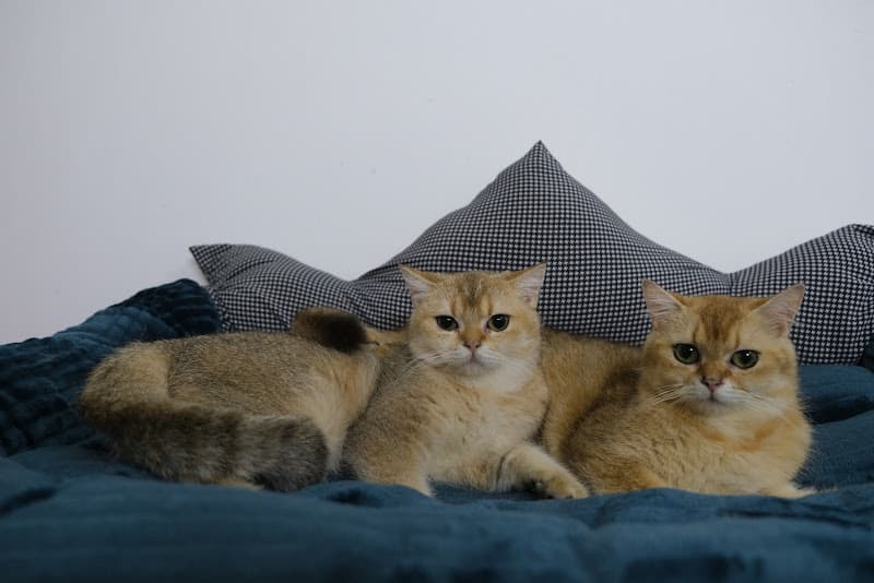 Hình ảnh Petpro 777 Trần Cao Vân - Cửa Hàng Thú Cưng - 6