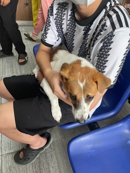 Hình ảnh Bệnh Viện Thú Y PetHealth Hải Phòng - 9