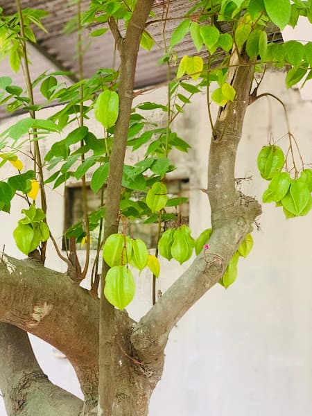 Hình ảnh Quán Bà Thắm- cháo lòng, cháo lươn, lòng lợn - 4