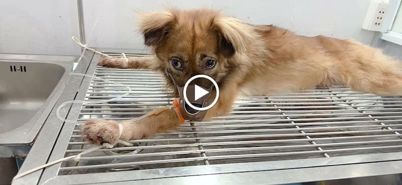 Hình ảnh Bệnh Viện Thú Y Bi Pet - 3